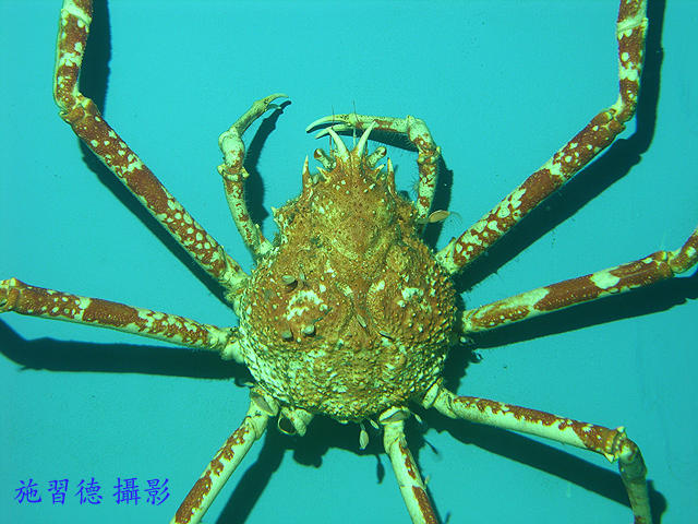 巨型蜘蛛蟹