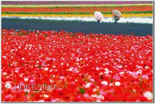 《非诚勿扰》 外景地 游客 春节 北海道线路 风光