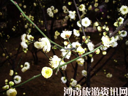 春意盎然紫荆山 - 河南旅游资讯网