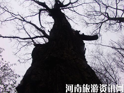 ľ 