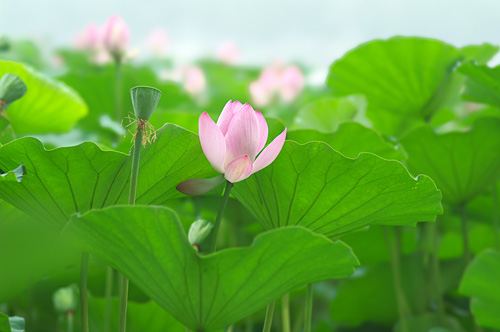 淮阳太昊陵荷花节自驾游攻略_新闻资讯_魅力