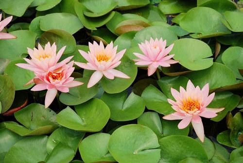 淮阳赏荷花游龙湖全攻略（淮阳龙湖赏荷旅游月启动仪式）
