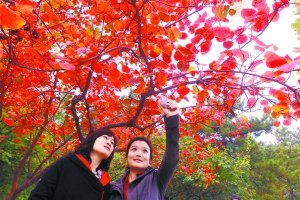 北京香山最早将在本周末现首拨“观红潮”（香山看北京全景的地方）