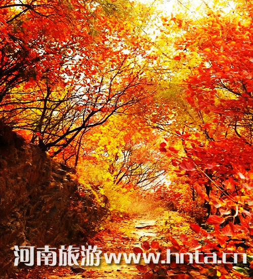 杨树沟举办首届金秋醉美红叶观赏节（杨树沟景区）
