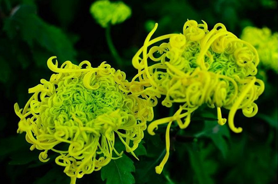 美菊之骄然风采 开封菊花展图片（开封菊展2020年什么时间开始门票多少钱）