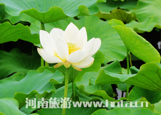 七月到洛阳会盟赏荷花吃住行玩全攻略（洛阳荷花节门票价格）