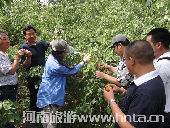 环翠峪摘杏节火热继续 小长假抓紧行动（环翠峪农家住宿）