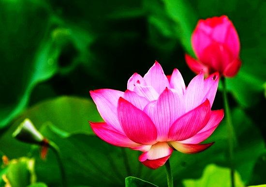 七月，北京周边赏荷花清凉一夏（北京周边荷花观赏地点）