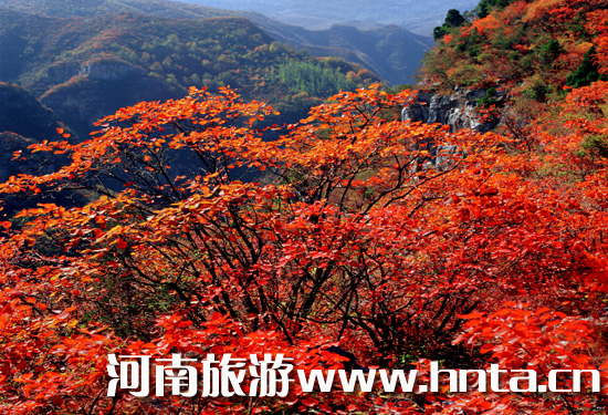 云台山登高赏红正当时（云台山攀爬）