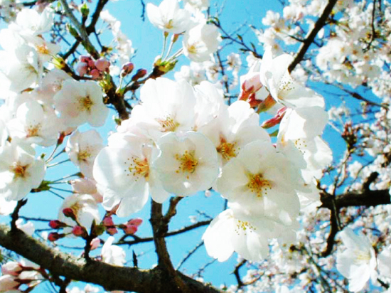绿博园繁花似锦 樱花浪漫郁金飘香（绿博园好玩么）
