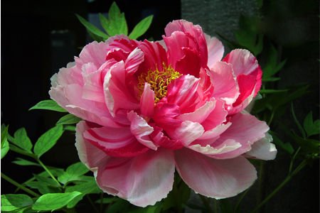 洛阳牡丹文化节拉开帷幕 牡丹花赏花全攻略推荐（2021洛阳牡丹文化节在哪）