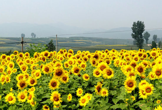 相约中国“最美乡村” 浪漫嵩县葵花海洋（嵩县最美的地方）