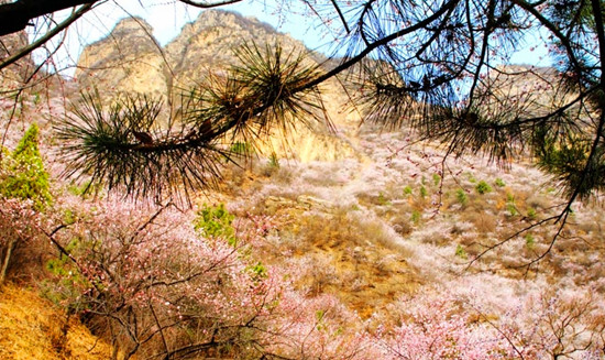 新乡秋沟赏桃花 春季撞出桃花运（新乡秋沟景区天气）
