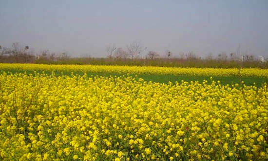 郑州龙栖湖：百果园里百花开（郑州龙栖湾一期房价）