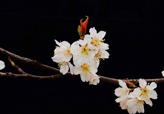 ӻɫ԰زס һ֦ӳǽ