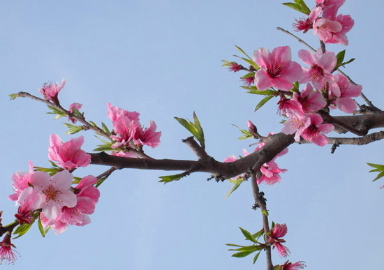 河南赏花  春季赏花  河南旅游