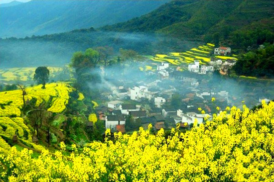 婺源赏花不思归（一场遇见爱情的旅行婺源花海）