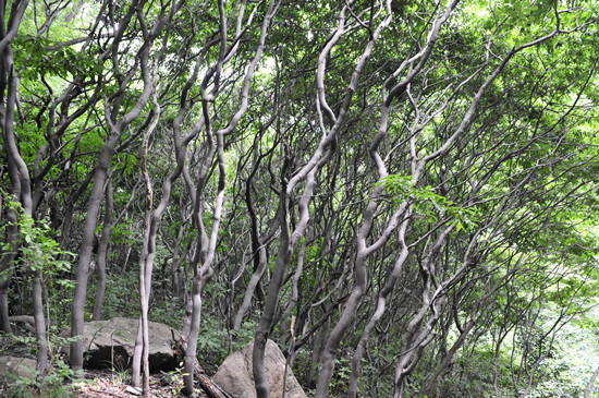 灵宝燕子山旅游攻略（灵宝燕子山民宿）