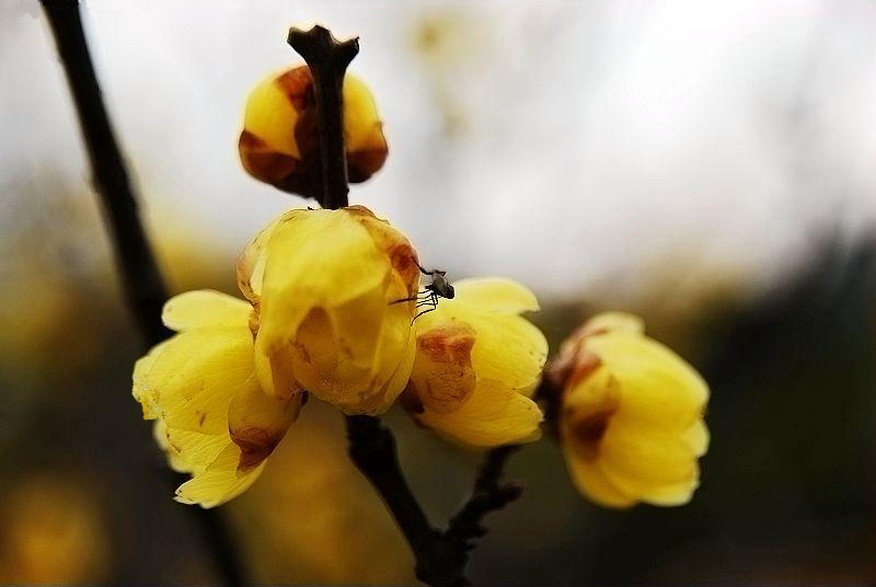 ۳÷ĻʢĻ