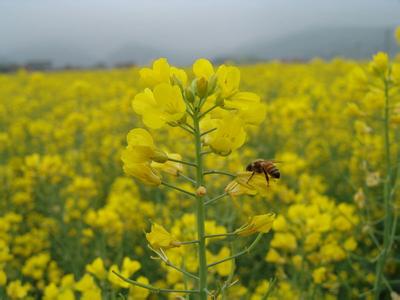 寻找春天最早的颜色 2014罗平油菜花行摄全攻略