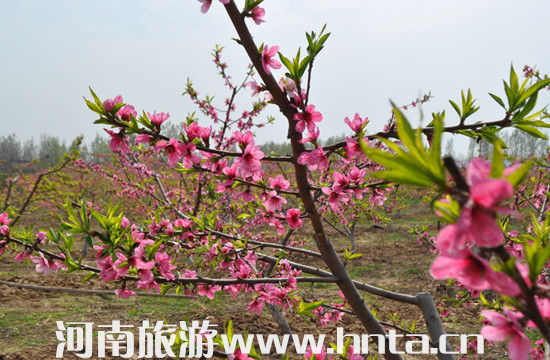 “2014•春之歌”长葛休闲旅游文化节开幕