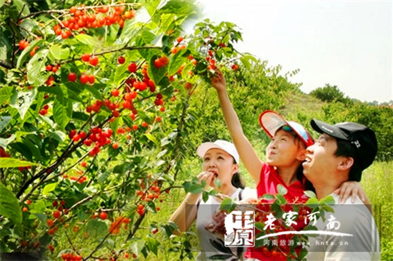 河南省最全樱桃采摘攻略，五月约起来~（河南樱桃基地）