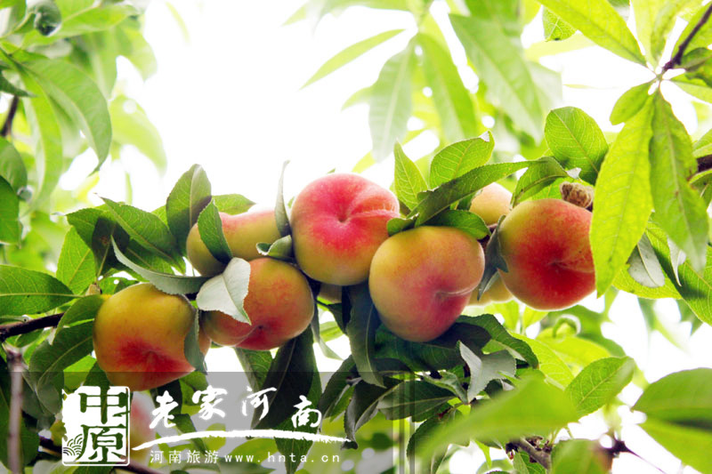 享受水果盛宴,盘点河南各地可以摘果子的果园(郑州苹果果园采摘基地) 享受水果盛宴,盘点河南各地可以摘果子的果园(郑州苹果果园采摘基地)