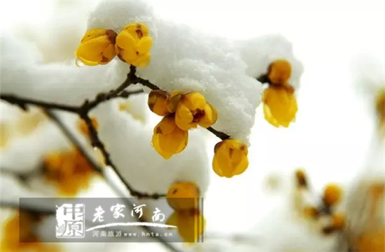 踏雪寻梅，寻找河南冬日最佳赏梅地！（河南旅游哪里有梅花）