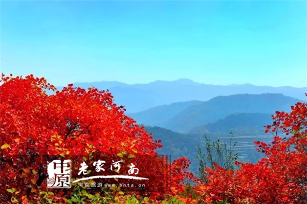 红叶染黛眉 这里的秋景真心美哭了(红叶染秋诗词大全) 红叶染黛眉 这里的秋景真心美哭了(红叶染秋诗词大全)