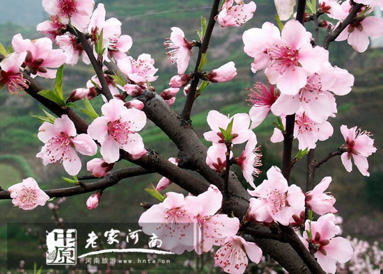河南省春季赏花攻略，周末约起来吧！（河南看花的地方有哪些城市）