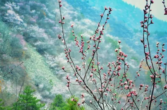 今日立春，花情预报早知道！（今日立春表情包可爱）