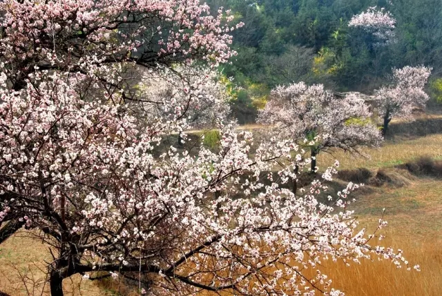 漫山遍野桃花开，快来桃花谷交桃花运吧！（桃花谷属于哪里的景点）