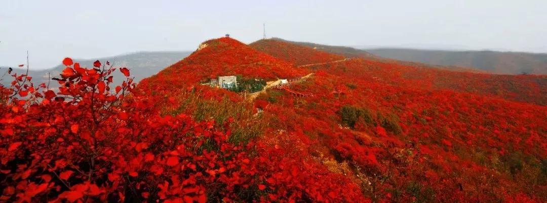 青天河赏红全攻略新鲜出炉，12日免费带你玩转红叶节！（2020青天河红叶最佳观赏时间）