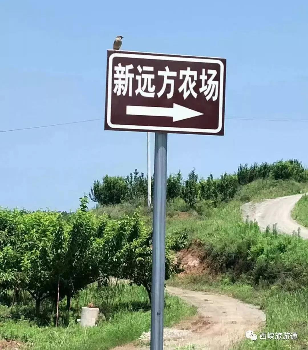 柴锅做饭,手工蒸馍……来西峡体验农旅 田园的美妙吧!(柴火蒸饭要蒸多久) 柴锅做饭,手工蒸馍……来西峡体验农旅 田园的美妙吧!(柴火蒸饭要蒸多久)
