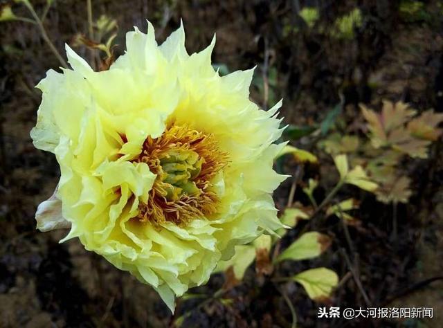 寒冬时节,洛阳这个地方的牡丹花却开了!(寒冬时节,洛阳这个地方的牡丹花却开了一朵) 寒冬时节,洛阳这个地方的牡丹花却开了!(寒冬时节,洛阳这个地方的牡丹花却开了一朵)