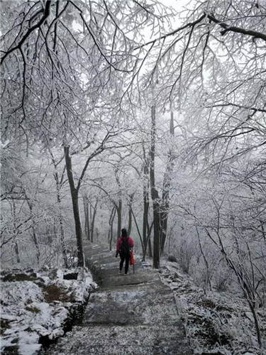 撩人的“冬美人”，肆意了南太行的风花雪月