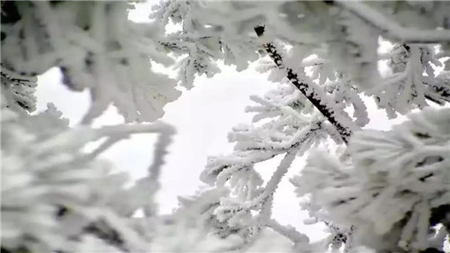 海拔1600米！洛阳白云山滑雪场12月15日银装迎宾