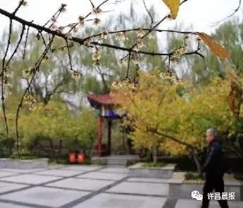 腊梅满城飘香，许昌赏梅地图新鲜出炉（鄢陵腊梅园）