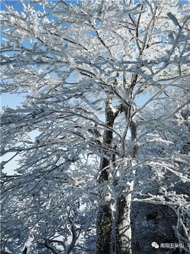 冬季五朵山，赴一场雾凇冰花之约