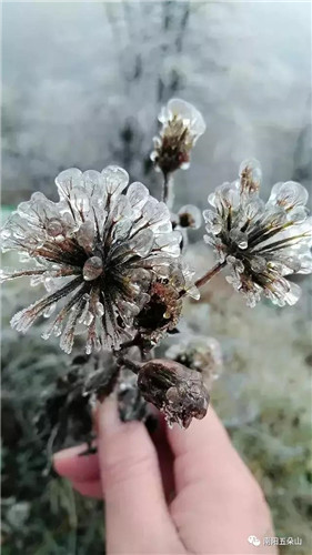 冬季五朵山，赴一场雾凇冰花之约