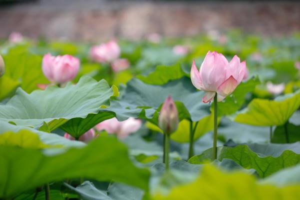 “绿满商都 花绘郑州”一起来郑州赏荷吧！（绿满家加盟）