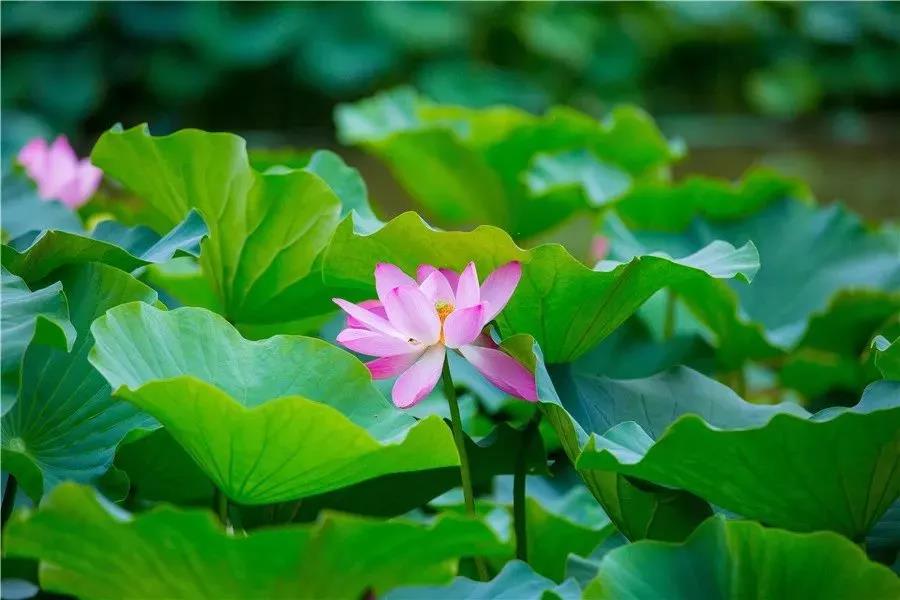 许昌“盛夏赏荷”全攻略，等你来邂逅！（许昌周边春季赏花景点）