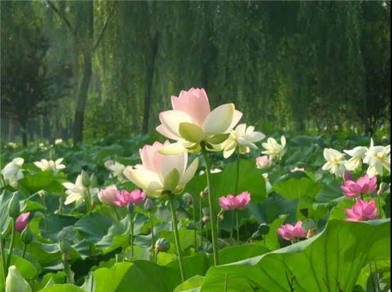 初夏荷花开，洛阳最佳赏花地等你来（2021洛阳赏花的最佳去处）