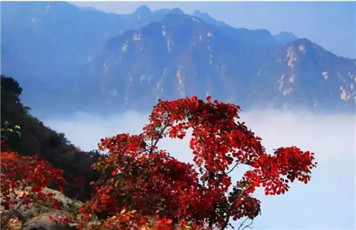 洛阳的美好“枫”景全在这里，去过才知道！（洛阳枫吧电话号码）