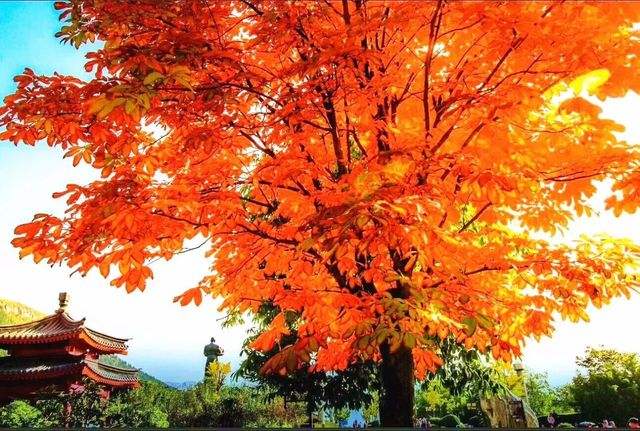 河南最美红叶观赏地图！秋色斑斓，层林尽染！趁着深秋赶紧出发~（河南看红叶）