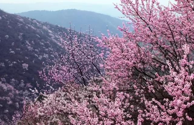 青天河的春天，从十万亩桃花开始！