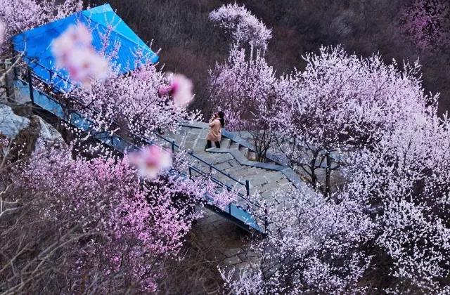 青天河的春天，从十万亩桃花开始！