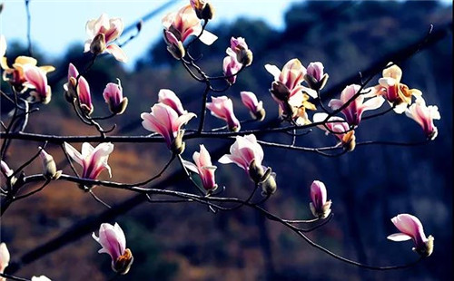 老君山：春暖时节，唯有美景不可辜