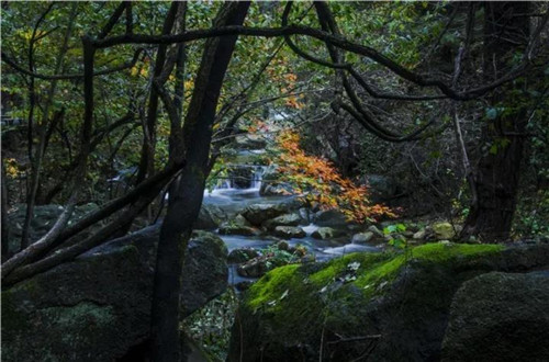 老君山：春暖时节，唯有美景不可辜