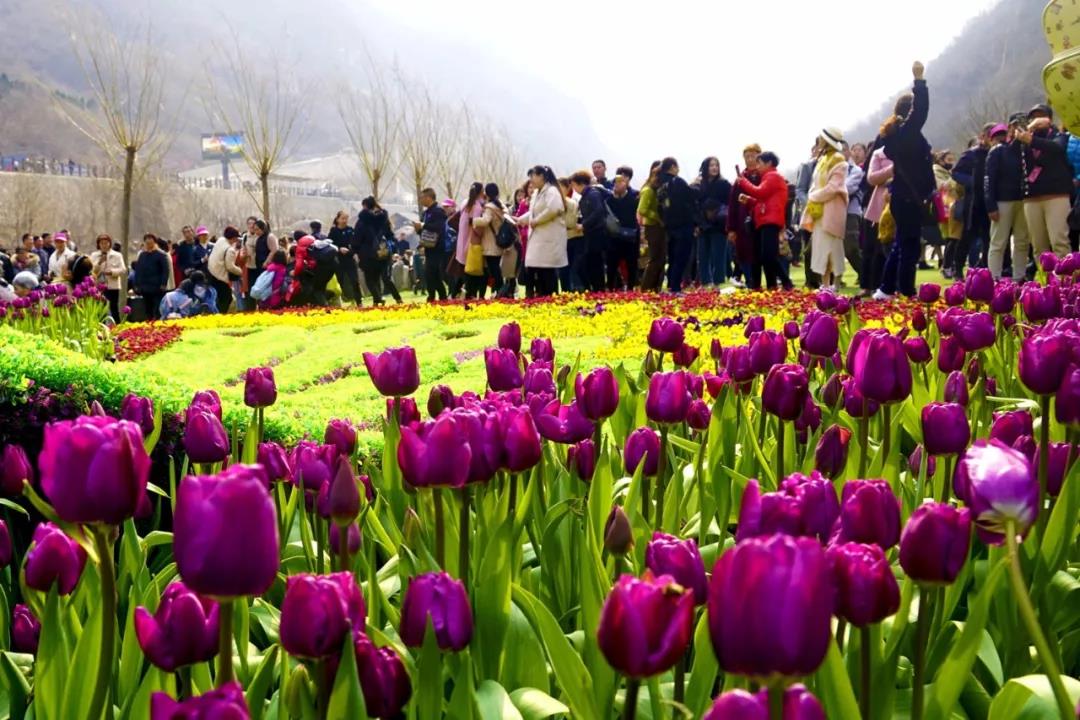 郁金香花海引关注，宝泉再掀全民抖音狂欢热潮！